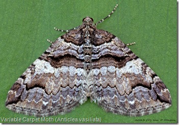 7329 Variable Carpet Moth (Anticlea vasiliata)