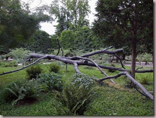L'arbre aux voyelles de Pennone (1999)