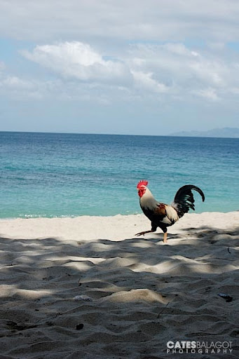 even this rooster enjoy it.. :lol: