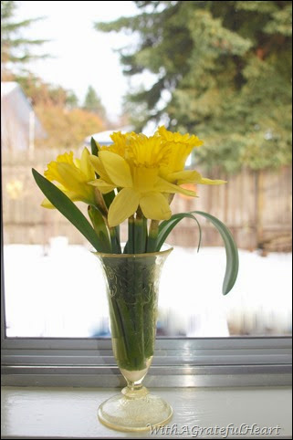 Snowy Day Daffodils