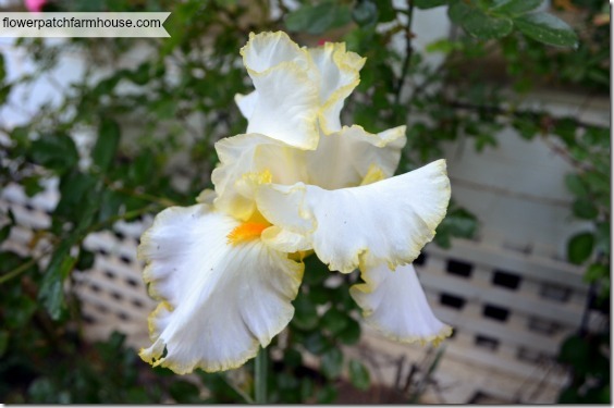 white with yellow iris 560