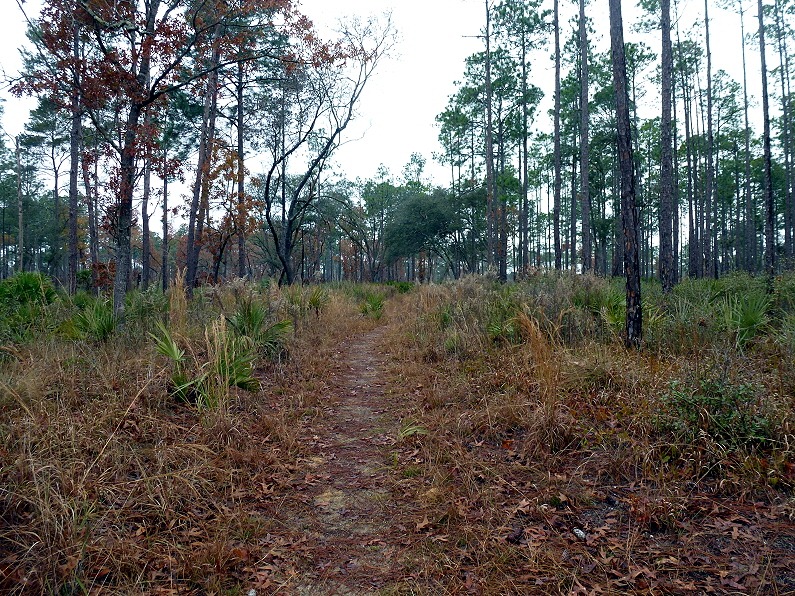 [03e2---Yearling-Trail---Pine-Trees4.jpg]