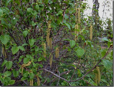 alder with male catkins hanging