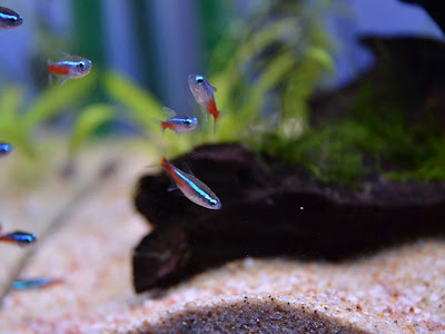 [最も好ましい] 熱帯魚 黒い砂 334376-熱帯魚 黒い砂