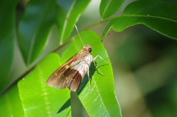 Hesperiidae : Saliana antoninus LATREILLE, [1824]. Sertao de Barra do Una (Sao Sebastiao, SP). 17 février 2012. Photo : J.-M. Gayman