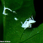 Leafhopper exuvia