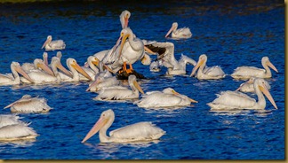LSU Pelicans