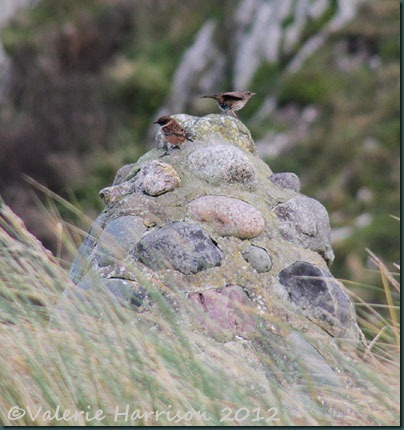 2-stonechat-and-dunnock