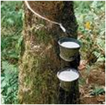 Natural Rubber 