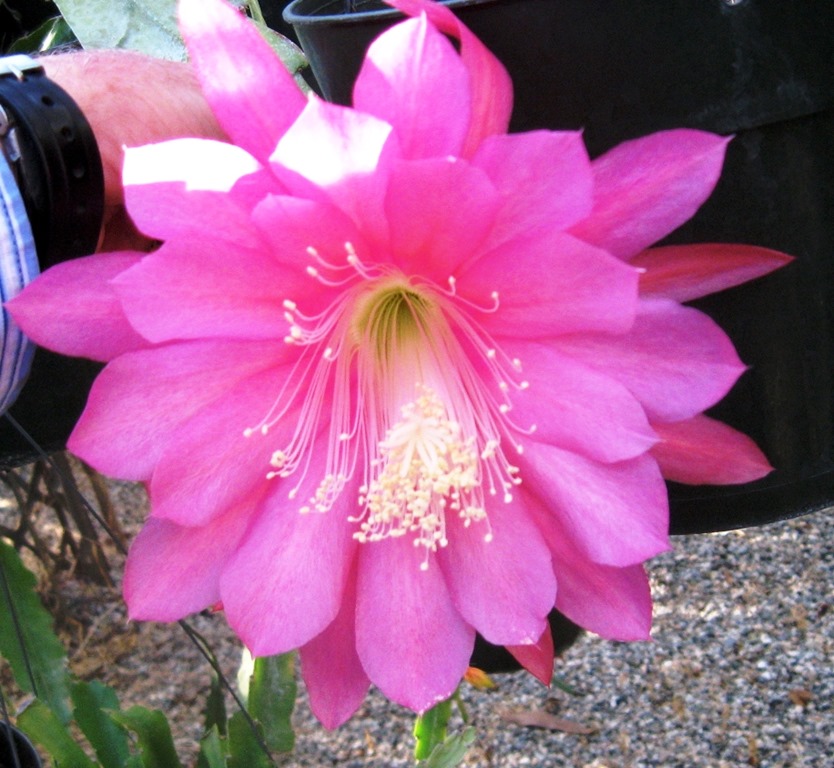 [Epi%2520London%2520Fog%255B2%255D.jpg]