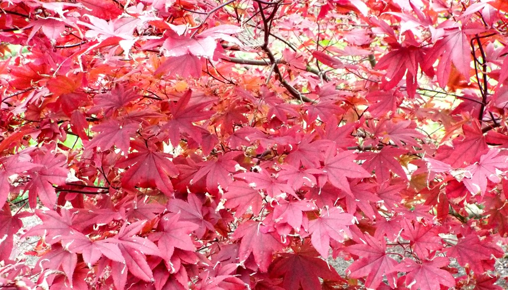 [Autumn-morning-red-leaves5.jpg]
