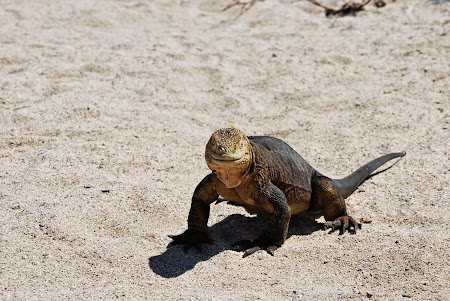 Imagini Galapagos: iguana marina
