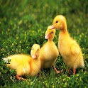 3D Duck