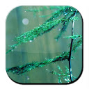 Rain Drop Live  Wallpaper mobile app icon