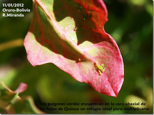 Pulgones verdes en el envéz de las hojas de Quinua-Rubén Miranda
