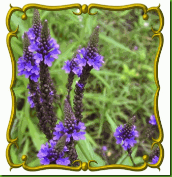 Moss verbena azul escuras Moss verbena azul escuras