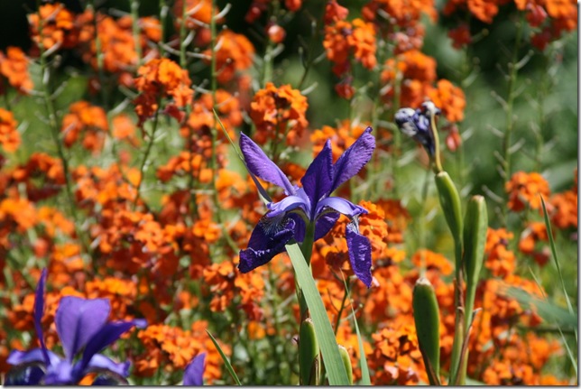 Iris and wallflower