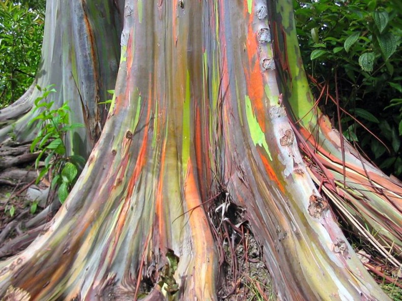rainbow-eucalyptus-8