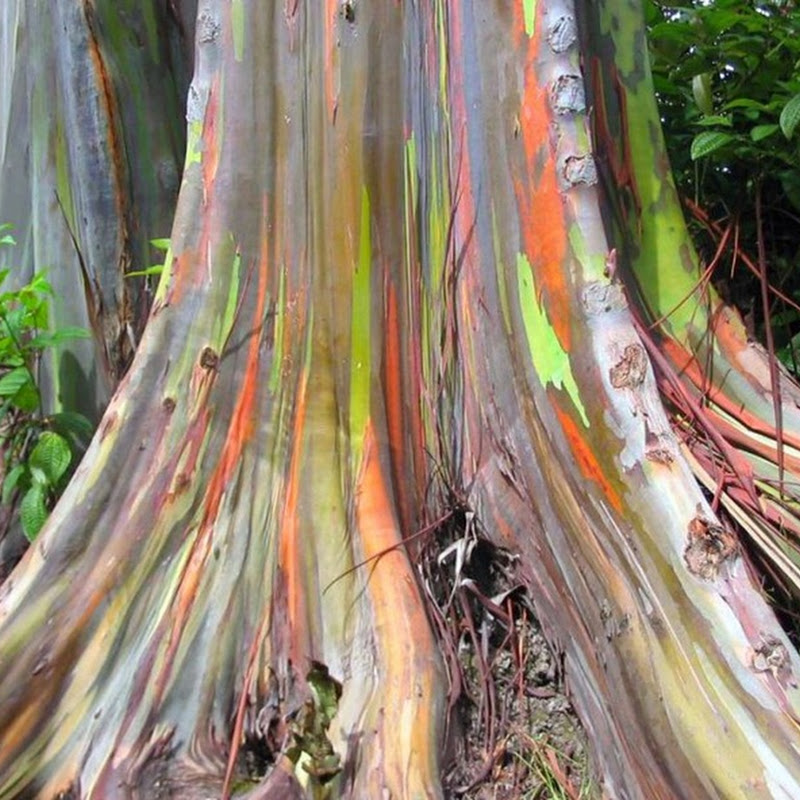 Rainbow Eucalyptus - Το πιο πολύχρωμο δέντρο στη γη