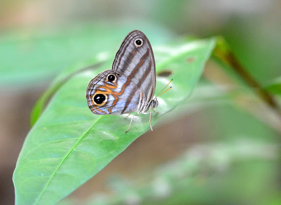 Séjour ALF en Guyane - Novembre 2011 - Chloreuptychia herseis GODART, 1824. Camp Caïman, Montagne de Kaw (Guyane). 13 novembre 2011. Photo : M. Belloin