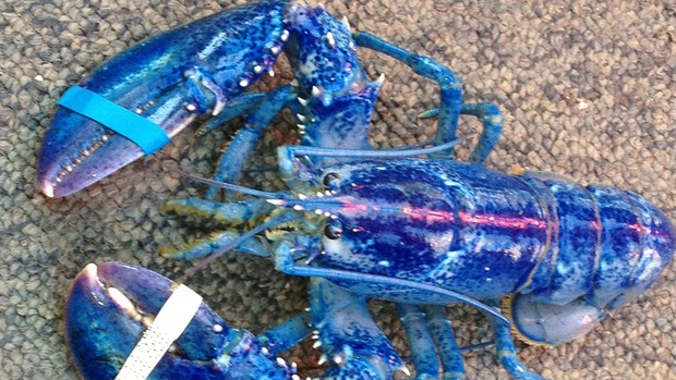 [Blue-Lobster9.jpg]