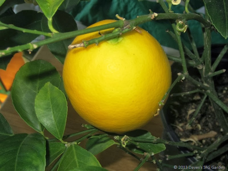 [Meyer-lemon-2013%255B3%255D.jpg]