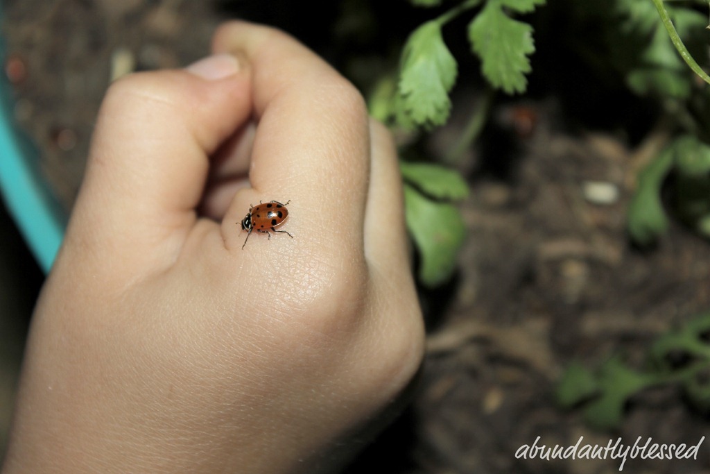 [Ladybugsf%255B5%255D.jpg]