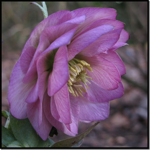 Helleborus