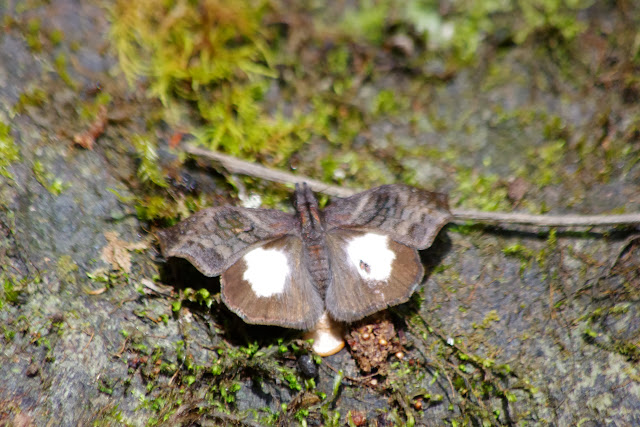 Theagenes albiplaga (C. FELDER & R. FELDER, 1867). Rio Los Cedros, 1400 m. Montagnes de Toisan, Cordillère de La Plata (Imbabura, Équateur), 20 novembre 2013. Photo : J.-M. Gayman