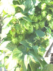 Plimoth Plant hops growing for brew