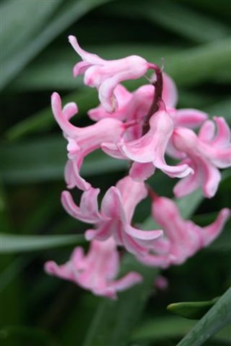 20080320hyacinth (Small)