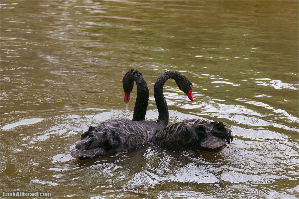 Ган Гуру - парк с кенгуру и другими австралийскими животными | Gan Guru | גן גורו | LookAtIsrael.com - Фото путешествия по Израилю
