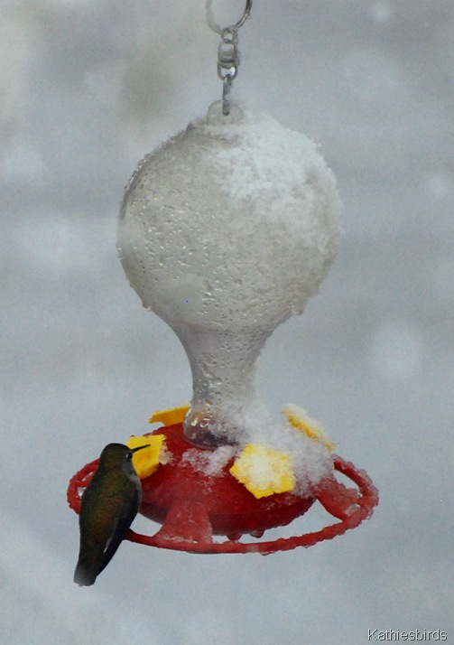 12. hummingbird-kab
