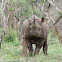 Black Rhinoceros