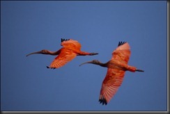 LL - scarlet ibis 2