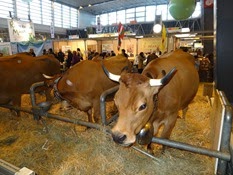 2015.02.26-055 vache tarentaise