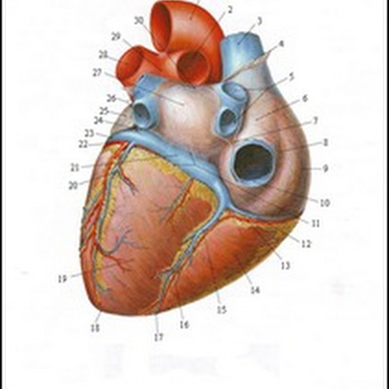 Anatomi Fungsional Jantung