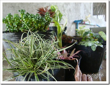 Plants for Dish Garden
