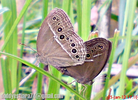 Kupu-kupu Common Bushbrown (Mycalesis perseus) Kawin 01