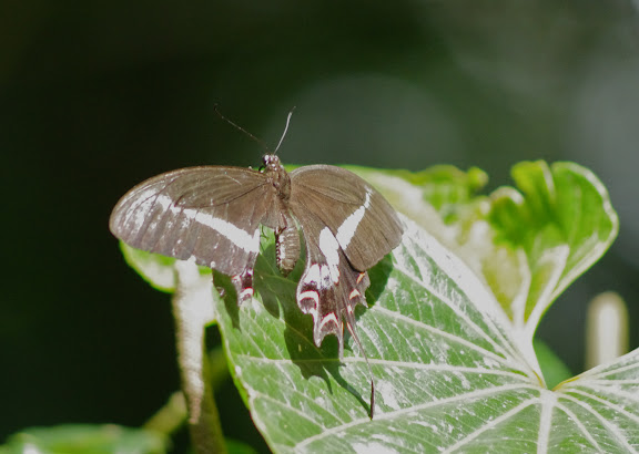 Papilio hectorides ESPER, 1794, femelle. Sertao de Barra do Una (Sao Sebastiao, SP). 14 février 2012. Photo : J.-M. Gayman