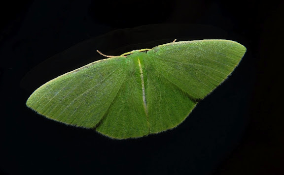 Geometridae d'Australie orientale (N.S.W.) - Geometridae : Geometrinae : Chloeres citrolimbaria GUÉNÉE, 1857. Umina Beach (NSW, Australie), 10 octobre 2011. Photo : Barbara Kedzierski