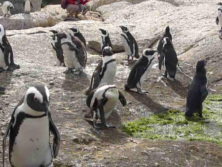 Colonie pinguini Africa de Sud