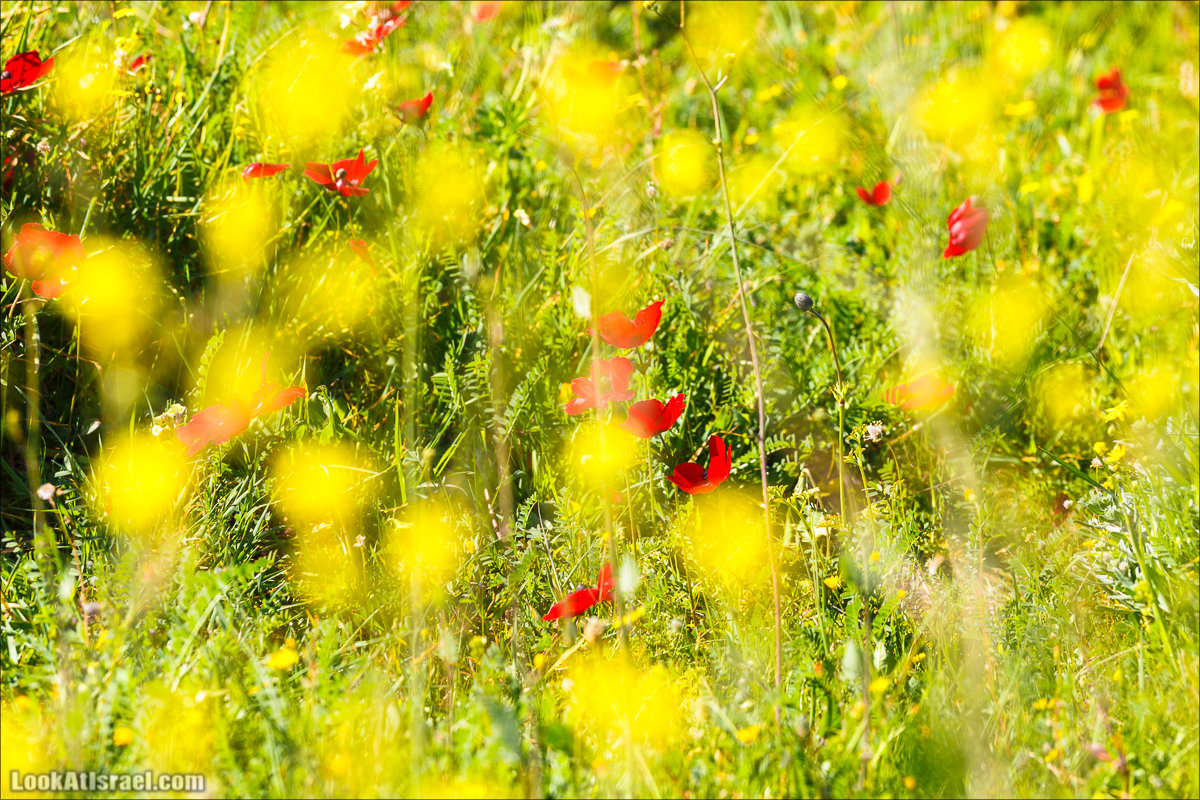 Анемоны (каланиет) пустыни Негев - Фестиваль Даром Адом в LookAtIsrael.com - Фото путешествия по Израилю | Red South festival of anemones in Negev | דרום אדום - קלניות בבארי
