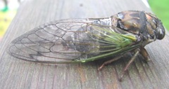 cicada bug3