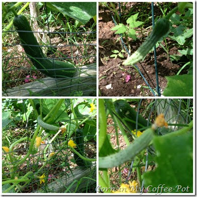 cukes all sizes collage