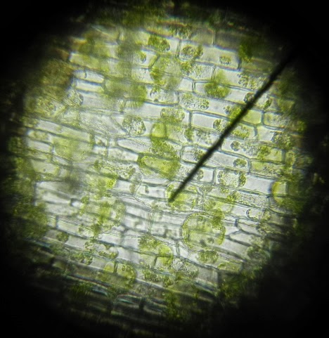elodea_in_salt_01.JPG