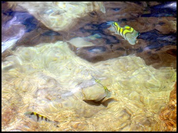 03c - Wildlife - Tropical Fish at our Campsite