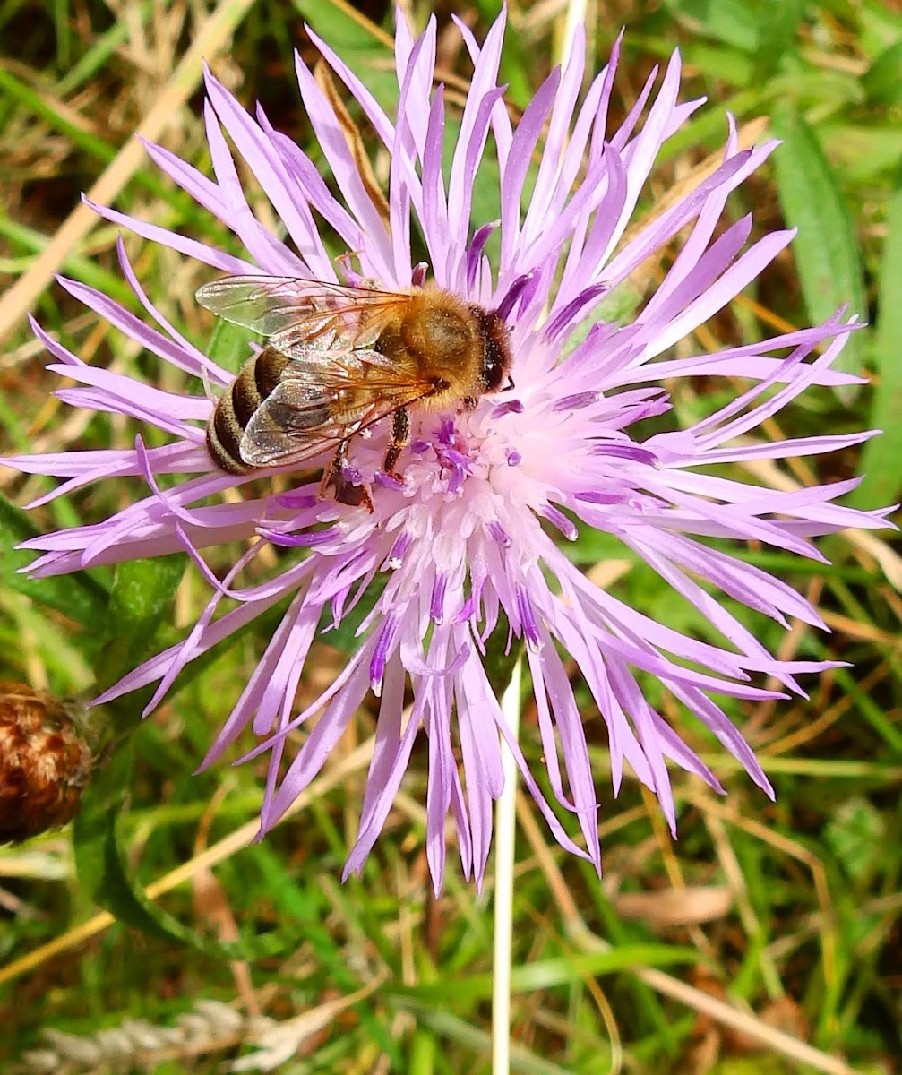 Centaurea & bee