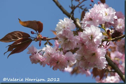 cherry-blossom-2