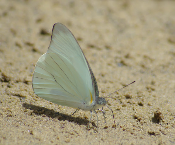 Ascia monuste orseis GODART, 1819, mâle. Sertao de Barra do Una (Sao Sebastiao, SP). 22 février 2012. Photo : J.-M. Gayman
